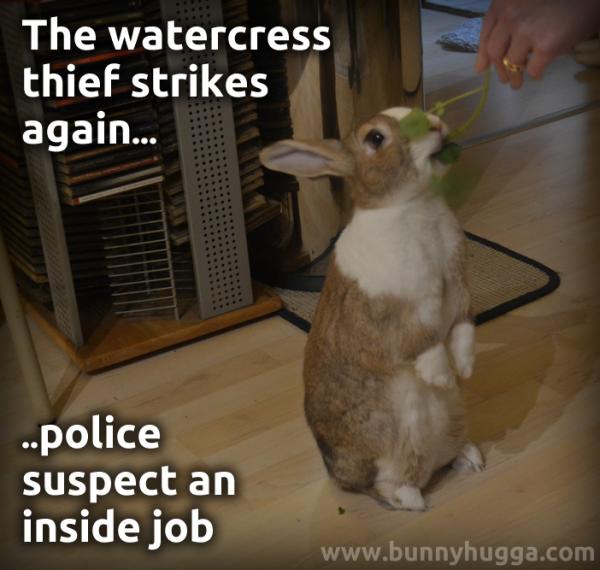 House rabbit begging for watercress