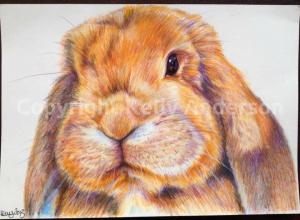 image of Personalised artwork by Kelly Anderson raising funds for rabbits in need