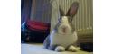 image of Flicka, Assistant Bunnyhugga Rep