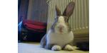 image of Flicka, Assistant Bunnyhugga Rep