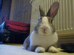 image of Flicka, Assistant Bunnyhugga Rep - My Life