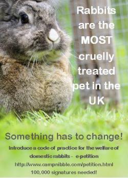 Camp Nibble petition poster Camp Nibble poster about rabbit welfare