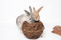 Two rabbits with a chew toy