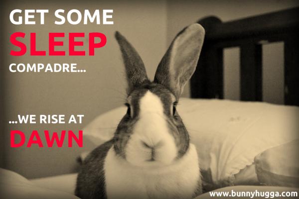 Flicka Friday - Get Some Sleep Compadre House rabbit in a double bed