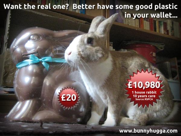 Flicka Friday - Want The Real One? The real cost of keeping a rabbit