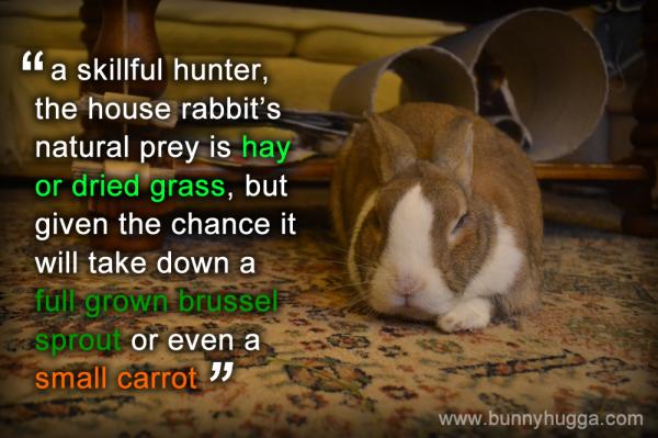 Flicka Friday - A Skillful Hunter House rabbit waiting for dinner