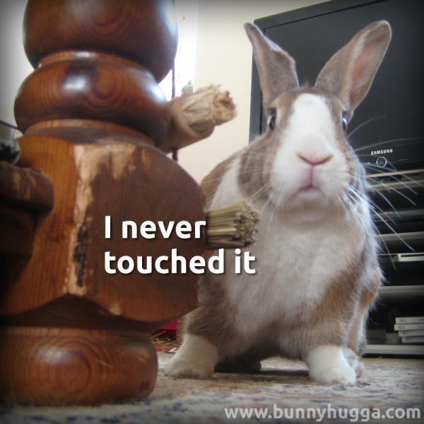 Flicka Friday - I Never Touched It House rabbit looking around a coffee table