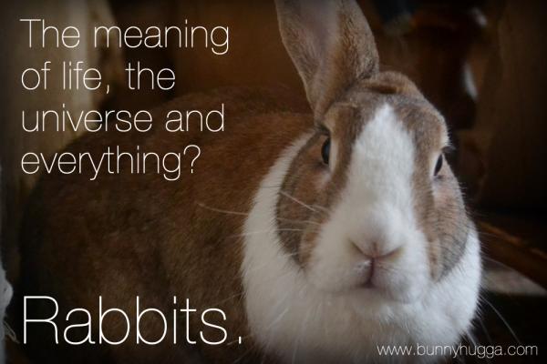Flicka Friday - The Meaning of Life Flicka answering an important question
