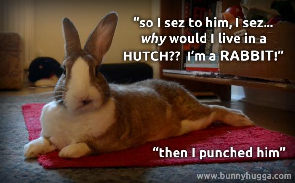 Flicka Friday - Why Would I Live in a Hutch Flicka asking why rabbits should live in a hutch