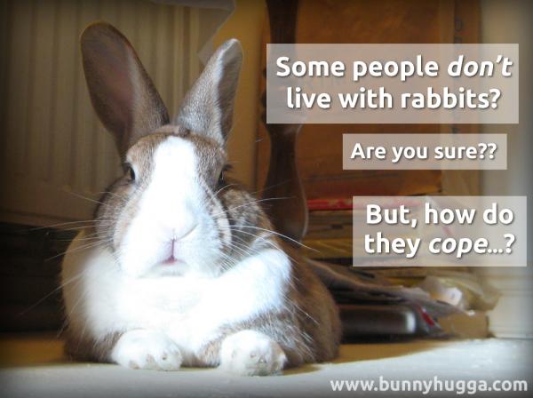 Flicka Friday - Some People Don't Live With Rabbits? Flicka asking a very important question