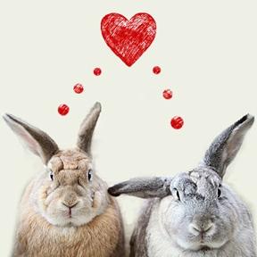 image of Share the love this Valentine's Day and support the RSPCA